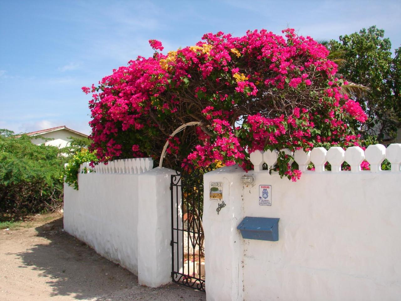 Villa Bougainvillea Aruba, The Tango Suite Palm Beach Buitenkant foto