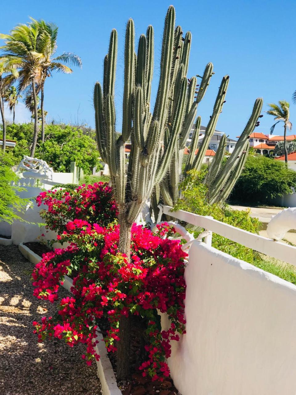 Villa Bougainvillea Aruba, The Tango Suite Palm Beach Buitenkant foto